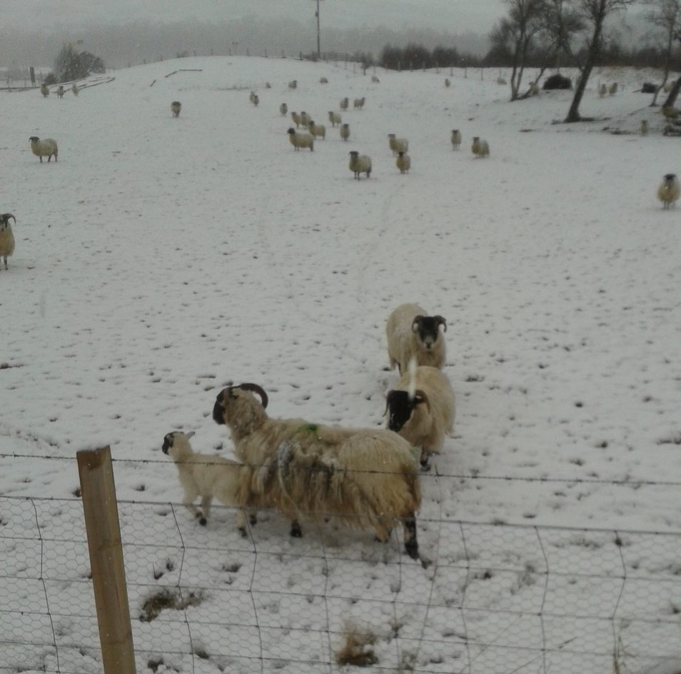 Ewes & lambs in snow Highlands Scotland