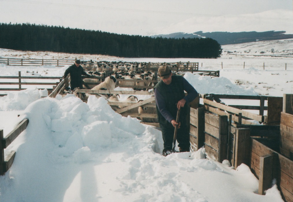 Highland shepherds in snow