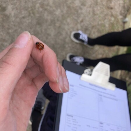 Ladybird on girls hand as she writes