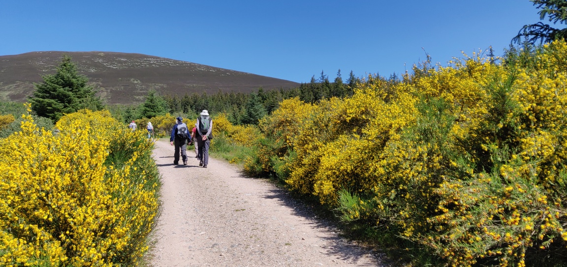 People walking on a track lined with yellow broome