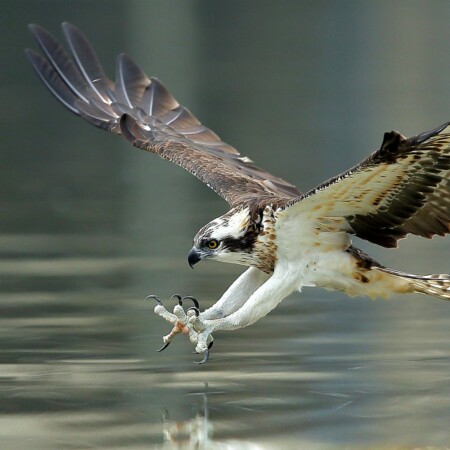 Osprey by Wang LiQiang: Shutterstock.com