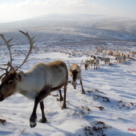 Cairngorm Reindeer Herd - photo Alex Smith
