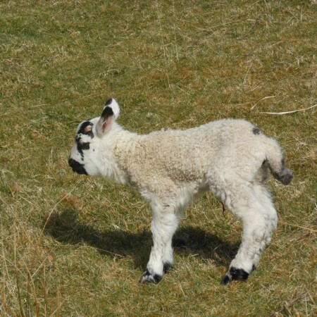 new born lamb